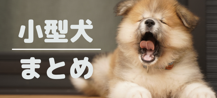 小型犬大集合してます！